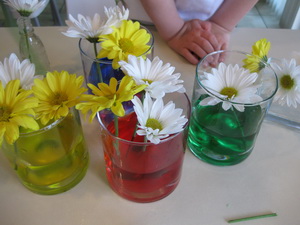 ทดลองเปลี่ยนสีดอกไม้